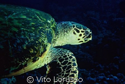 Turtles - Eretmochelys imbricata by Vito Lorusso 